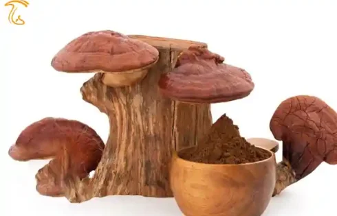 طریقه مصرف قارچ گانودرما