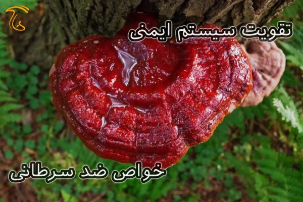 خواص گانودرما در درمان زگیل تناسلی