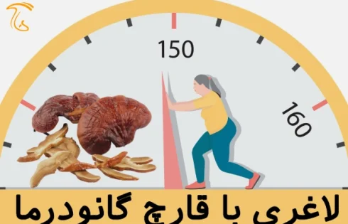 قارچ گانودرما برای لاغری ( تاثیرات شگفت انگیز )