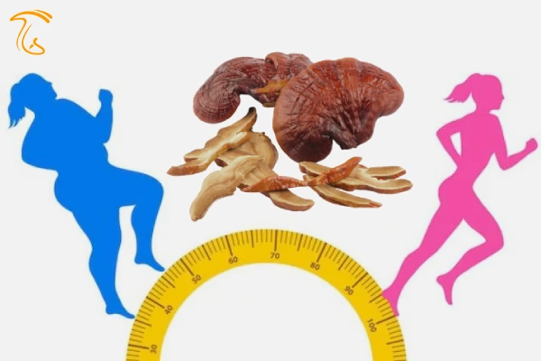 قارچ گانودرما برای لاغری ( تاثیرات شگفت انگیز )