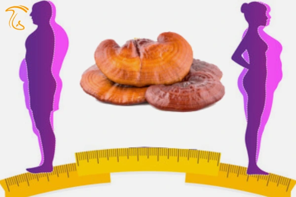 قارچ گانودرما برای لاغری ( تاثیرات شگفت انگیز )