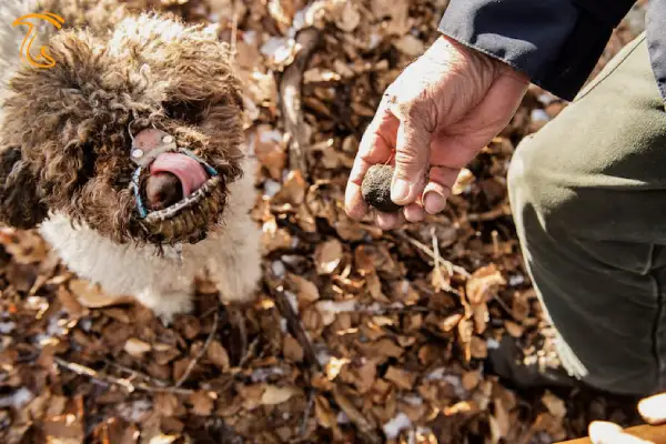 برای کشف الماس سیاه از سگ شکارچی ترافل استفاده میکنند.