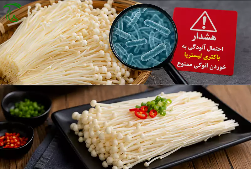 قارچ انوکی حرام است