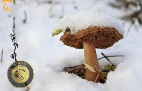 عکسی است از نابودی قارچها در سرمای زمستان