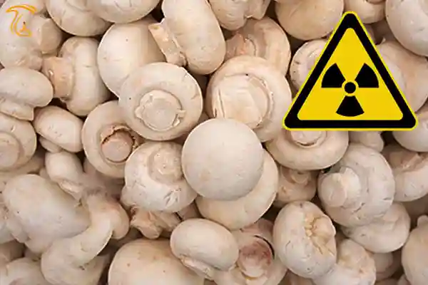 قارچهای در معرض رادیواکتیو