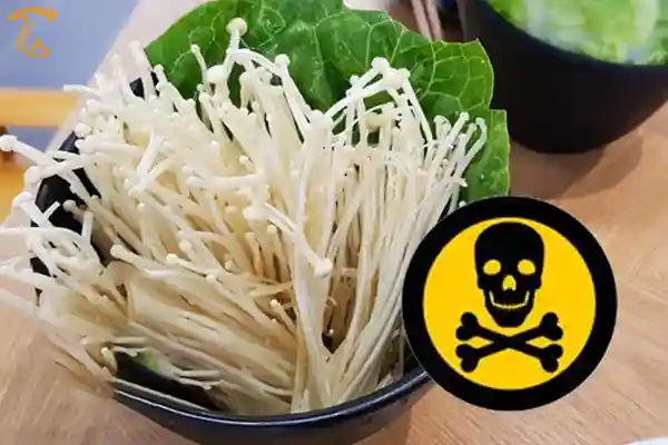 خطر قارچهای مبتلا به رادیواکتیو