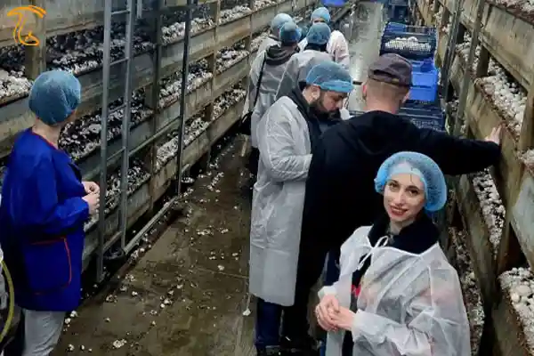 تعاونی پرورش قارچ