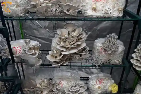 مهاجرت با پرورش قارچ