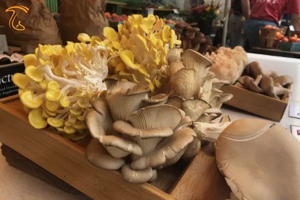 کاربرد قارچ در صنایع غذایی