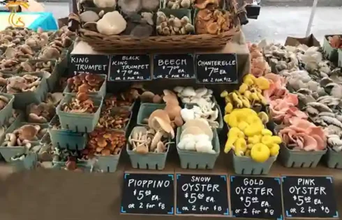 رشد بازار قارچ قیمت جهانی قارچ