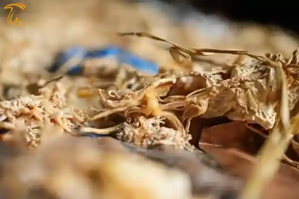 موج سواری بر روی قارچ