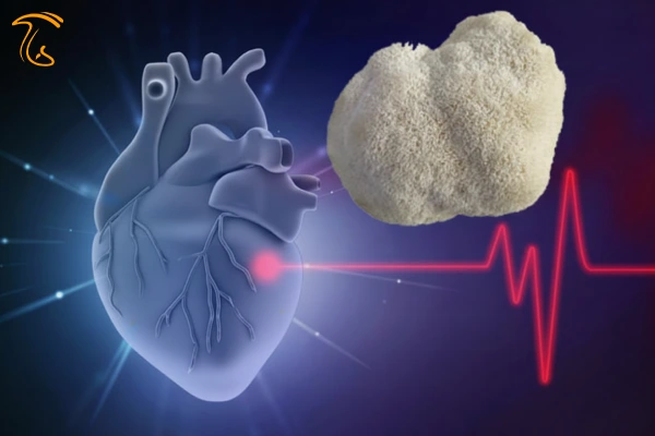 استفاده از قارچ یال شیر برای حفاظت از سیستم قلب