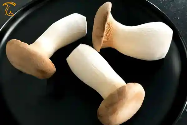 قارچ شاه صدف