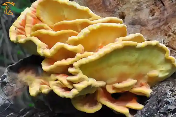 قارچ مرغ جنگل chicken of the Woods راهنمای تخصصی پخت قارچ های خوشمزه