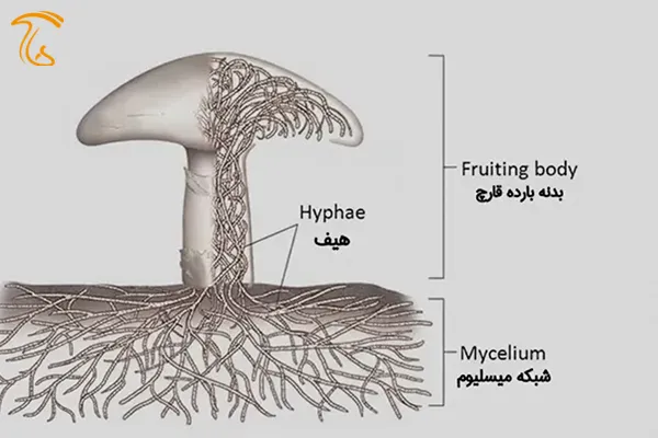 تشریح ساختمان قارچ و میسلیوم