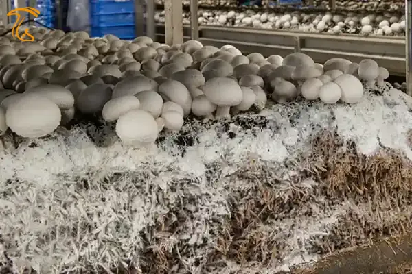 میسلیوم قارچ تودهای متراکم از هیفها است که به عنوان ریشه قارچ عمل میکند