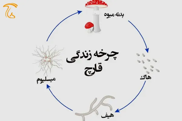 چرخه زندگی قارچ