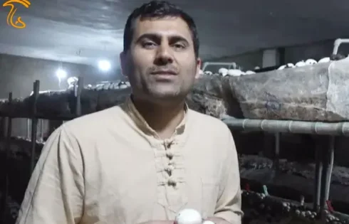 پرورش قارچ در لالی