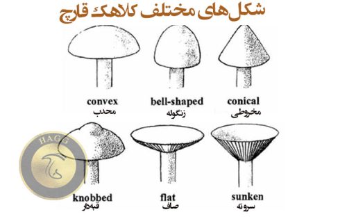 شکلهای مختلف کلاهک قارچ