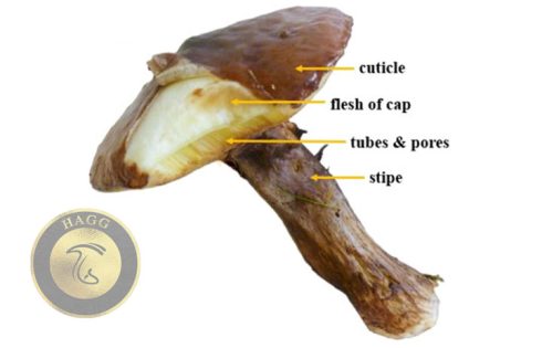 cuticle