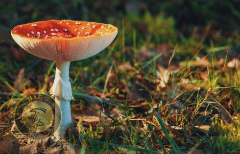 depressed cap mushroom