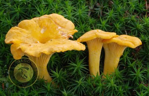 descending cap mushroom