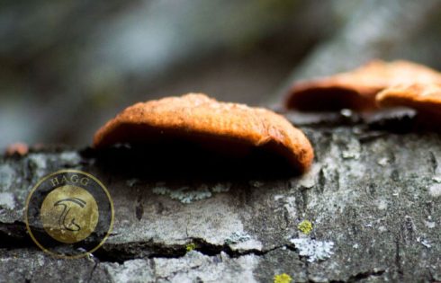 deuteromycetes