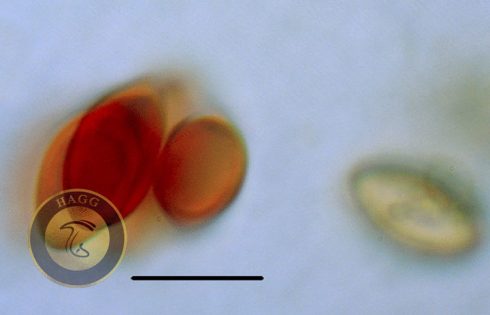 dextrinoid