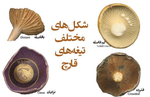 شکلهای مختلف تیغه های قارچ