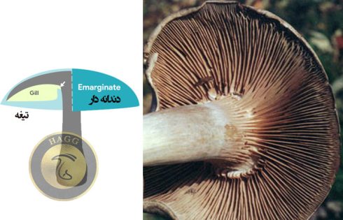emarginate