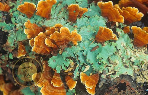 foliose