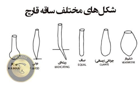 شکلهای مختلف ساقه قارچ
