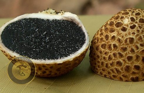 گلبا