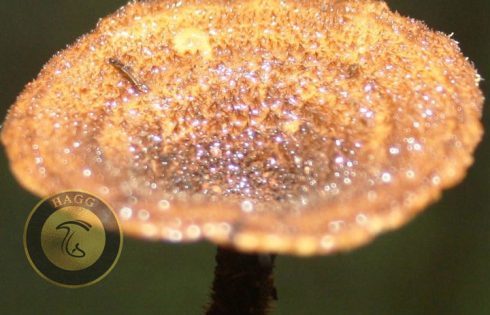 قارچهای کلاهک خاردار