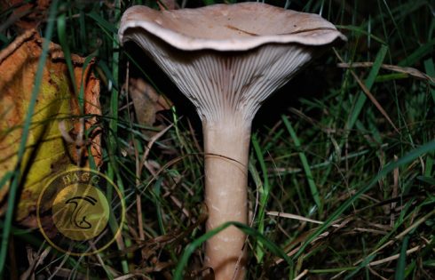 infundibuliform