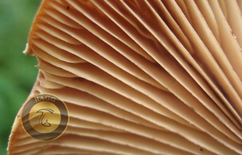 lamellae