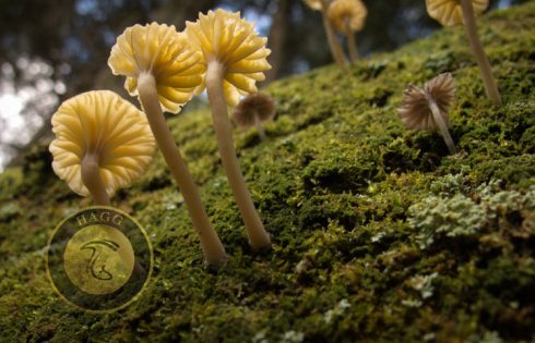 lichen