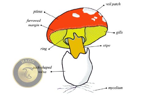 pileus