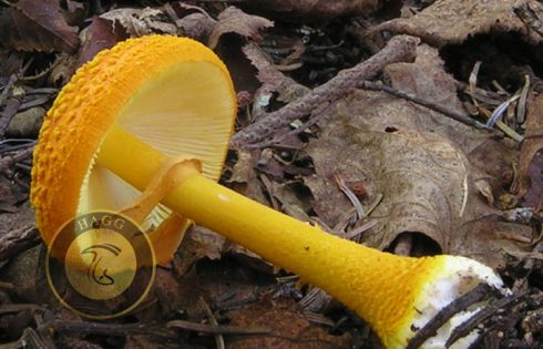 annulus mushroom (حلقه بافتی روی قارچ)