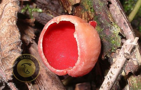 apothecium mushroom