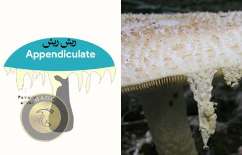 appendiculate cap
