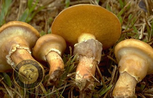 basidiomycetes