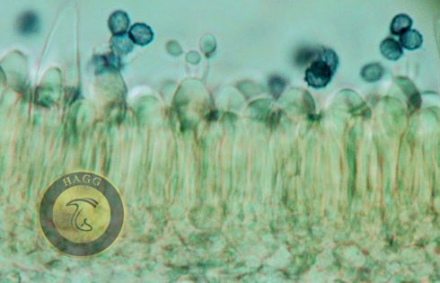 basidiospores mushroom