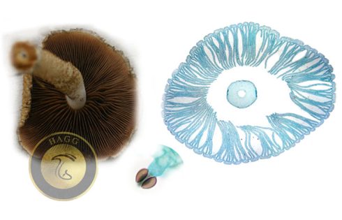 basidium mushroom