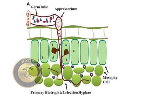 biotrophic mushroom