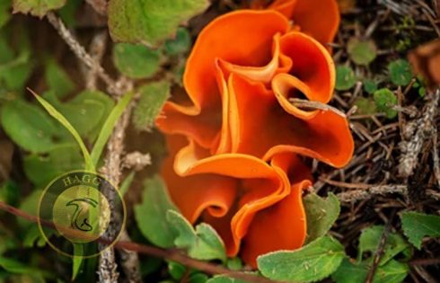 ascocarp mushroom