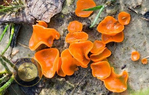 ascomycetes mushroom