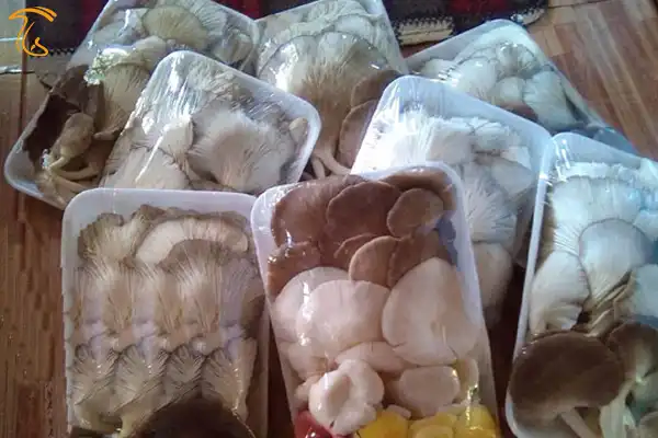 فروش قارچ به تعاونی مواد غذایی