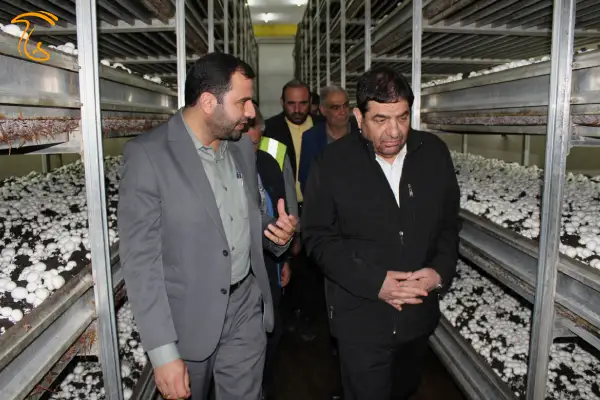 بازدید معاون رئیس جمهور از شرکت جلگه دز (قارچ دزفول)