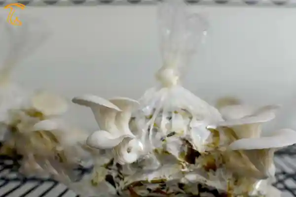 آموزش پرورش قارچ در دانشگاه کاستاریکا